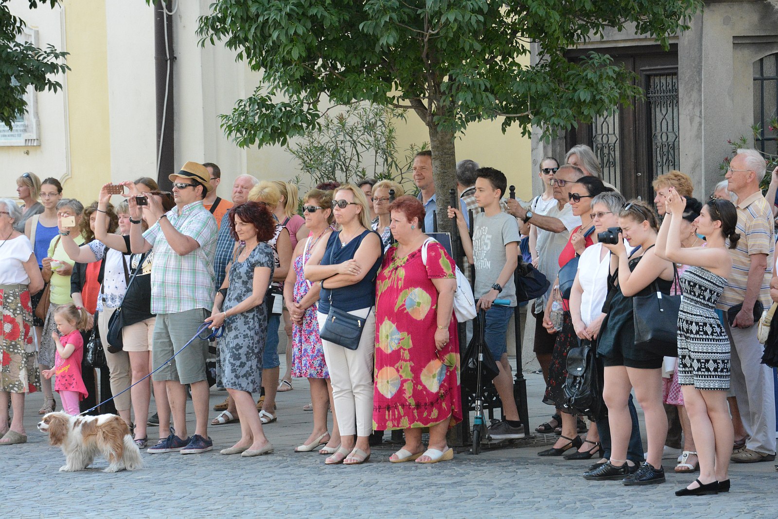 Pünkösdi Virágálom Székesfehérvár Belvárosában