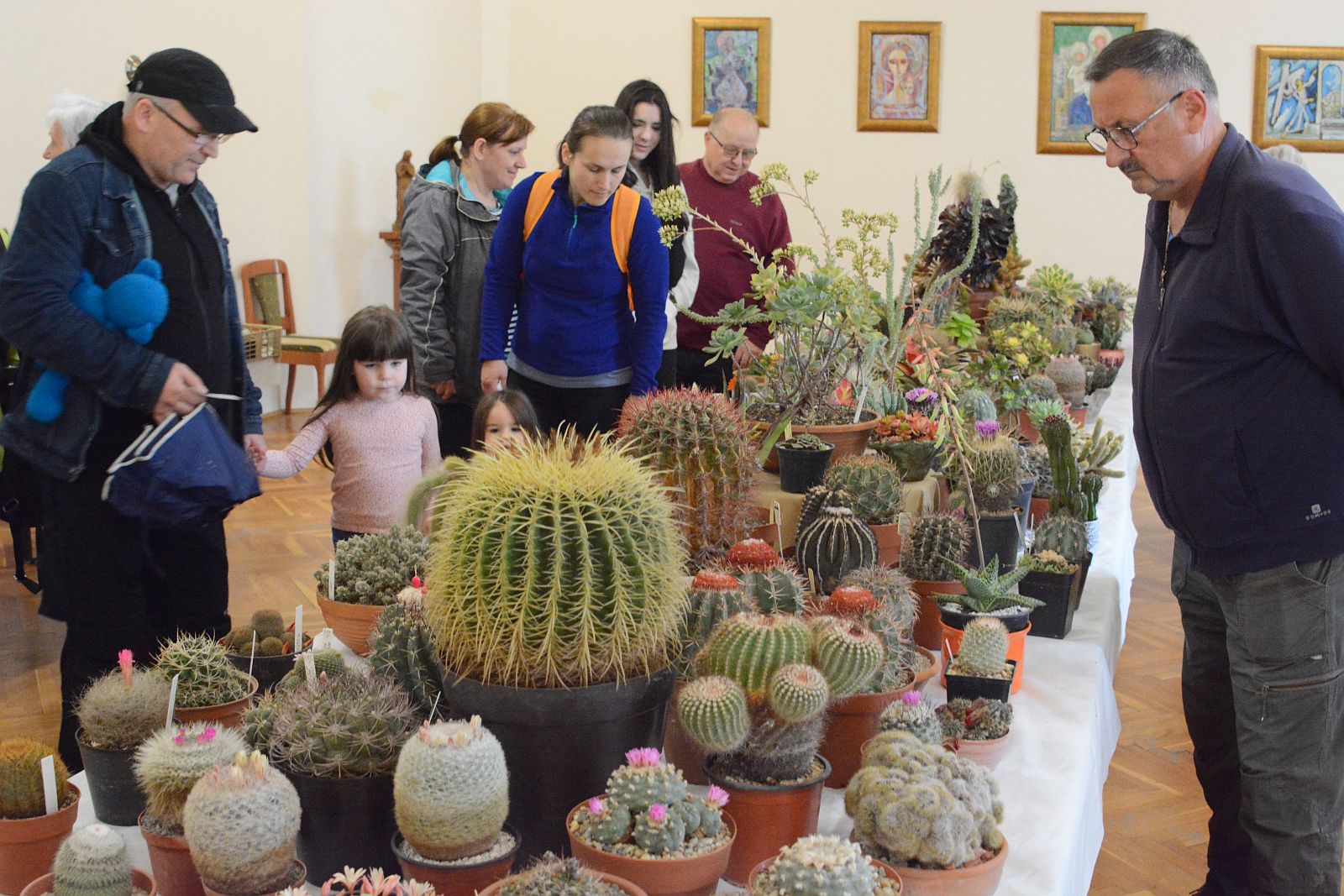 Nézze meg képeken a fehérvári kaktusztgyűjtők kiállítását