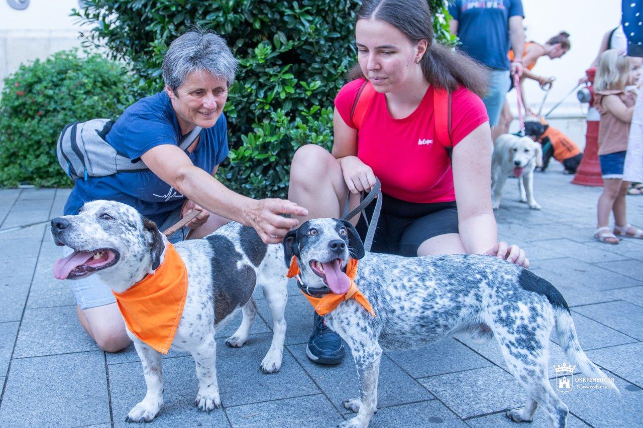 Hontalan állatok világnapja - a HEROSZ Állatotthonnak gyűjtöttek