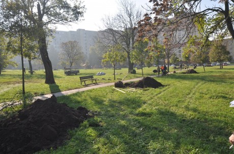 Székesfehérváron is elültetik a Férfi Felelősség Fáját