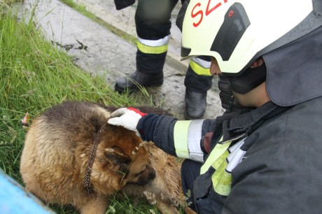 Patakból mentettek ki egy kutyát a tűzoltók