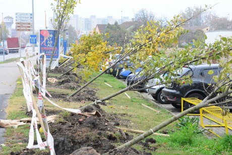 Elkezdődtek az őszi faültetések a városban – erdőtelepítés is indul Székesfehérváron