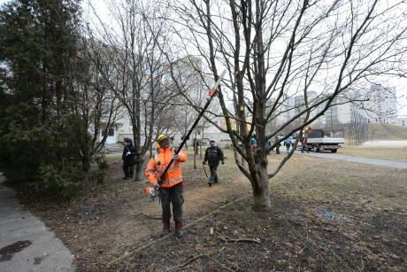 Elkezdte a Városgondnokság a tél végi metszést Székesfehérváron