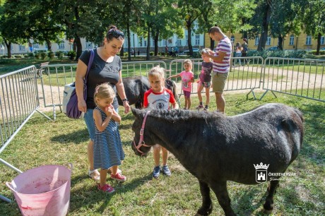 Civil tabló 2020 - Székesfehérvári Civil Nap a Zichy ligetben