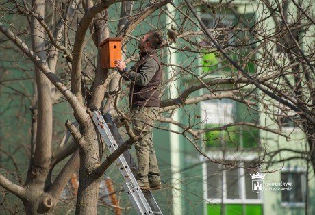 Hat költőodút helyeztek ki a Palotavárosi központi parkban