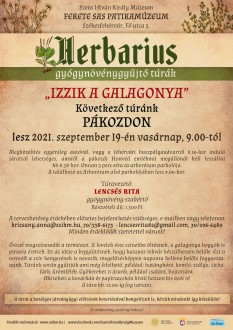 „Izzik a galagonya” – Herbarius túra lesz vasárnap Pákozdon