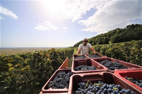 A Lajvér borok finom mélysége és csúcsai hódítottak Székesfehérváron