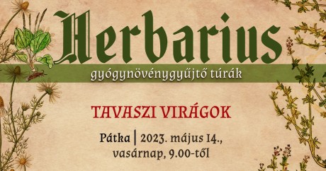 A tavasz virágai – Pátkán folytatódnak a Herbarius túrák május 14-én, vasárnap