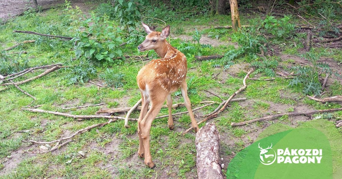 Minden nap nyitva! - nyáron is sok élménnyel várja a látogatókat a Pákozdi Pagony