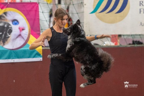 Dog Dancing – egész hétvégén kutyatánc a Főnix csarnokban