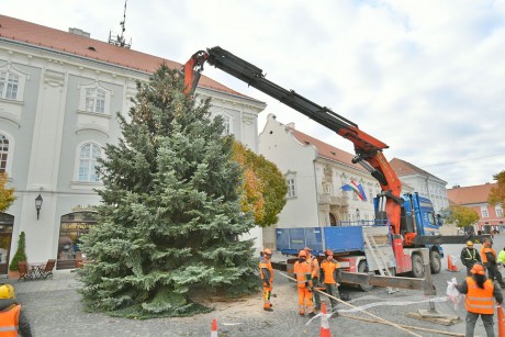 Megérkezett a Városház térre Székesfehérvár karácsonyfája