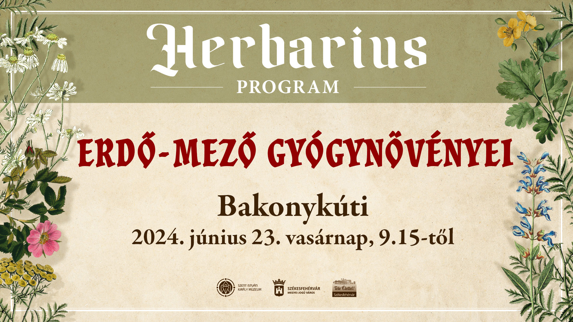 Erdő-mező gyógynövényei - Herbarius túra lesz vasárnap
