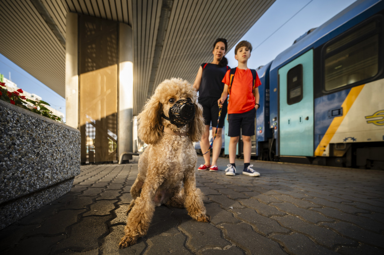 MÁV: zárt doboz nélkül, szájkosárral és pórázzal is lehet kutyákat vinni a balatoni vonatokon