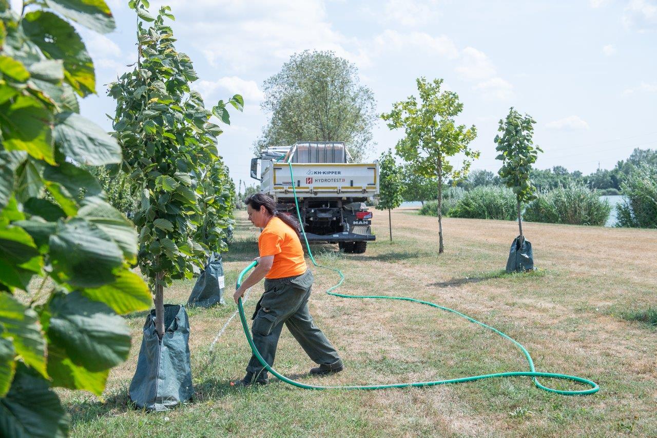 Önkéntesek és a Városgondnokság is öntözi a fákat Székesfehérváron
