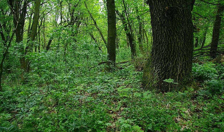 Fehérvár természetvédelmi területei - Máriamajori-erdő és Nagy-völgy