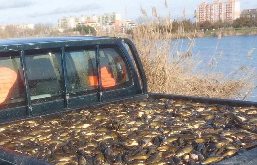 Sikeres törpeharcsa gyérítés volt a héten a Palotavárosi alsó-tavon